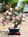 Cây Đào 18 Quả Đá Thạch Anh Hồng Cao 43 Ngang 48 (cm) 9kg