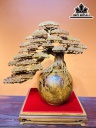 Bình Tùng Bonsai Gỗ Nu Hương Cao 65 Ngang 65 Sâu 30 (cm)