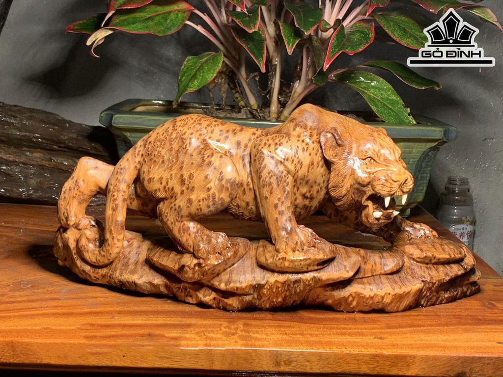 Tượng Hổ Phong Thủy Gỗ Nu Ngọc Am Cao 16 Ngang 37 Sâu 11,5 (cm)