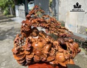 Tượng Phật Di Lặc Ngũ Phúc Ngự Gốc Tùng Gỗ Hương Cao 75 Ngang 95 Sâu 60 (cm)