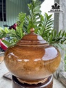 Chum Phú Quý Gỗ Gụ Cao 30 Đường Kính 34 (cm)