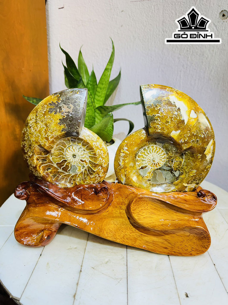 Cặp Ốc Anh Vũ Hóa Ngọc Cao 20 Ngang 27 (cm) 1,7kg