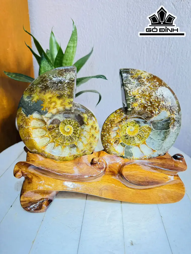 Cặp Ốc Anh Vũ Hóa Ngọc Cao 20 ngang 22 (cm) 1,9kg