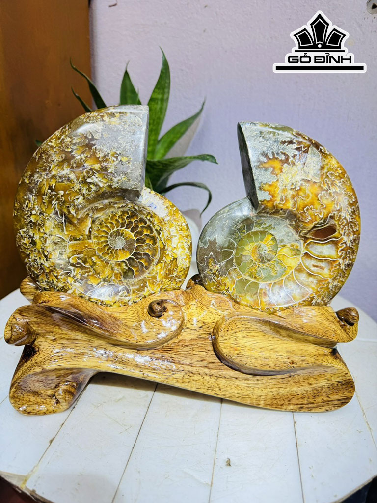 Cặp Ốc Anh Vũ Hóa Ngọc Cao 22 Ngang 25 (cm) 2kg