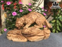 Tượng Báo Săn Mồi Gỗ Nu Ngọc Am Cao 25 Ngang 41 Sâu 15 (cm)