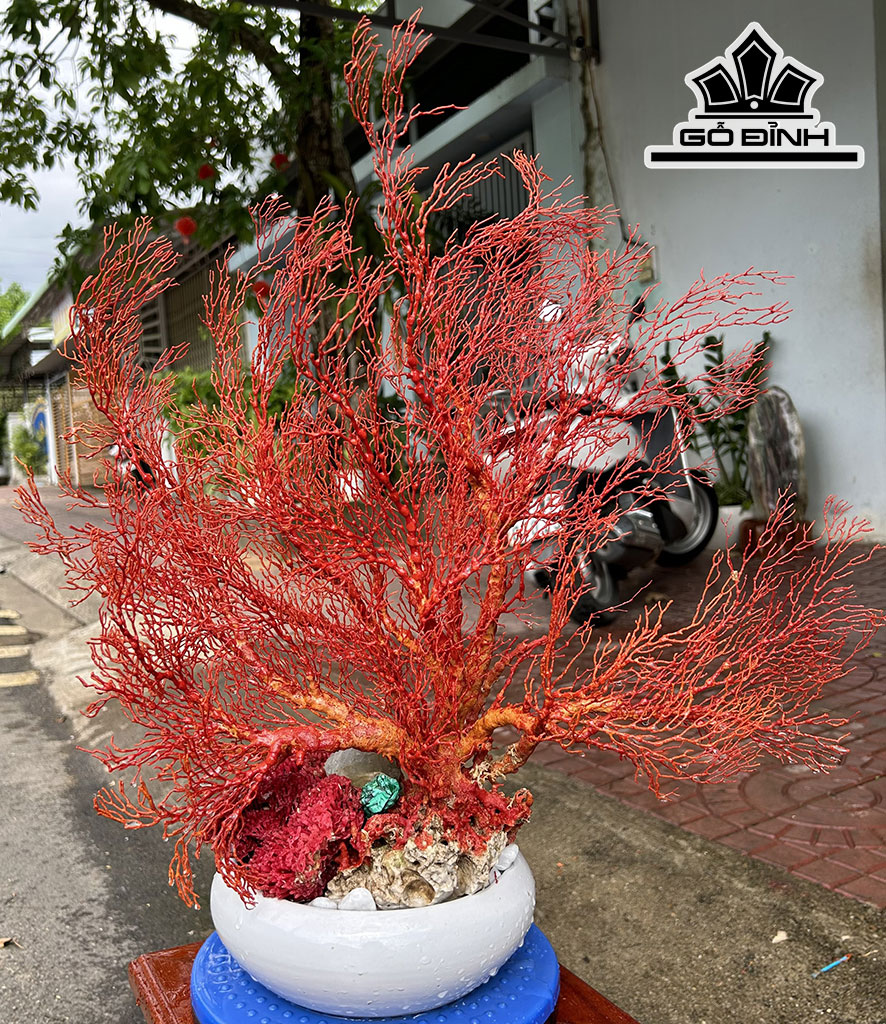 Chậu San Hô Đỏ Cao 57 Ngang 53 (cm)
