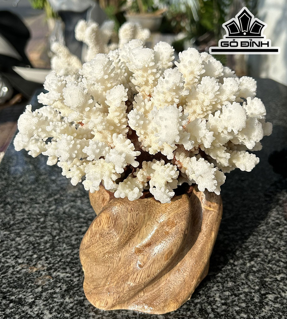 Búp San Hô Trắng Bông Tuyết Tròn Cao 18 Đường Kính 18 (cm)