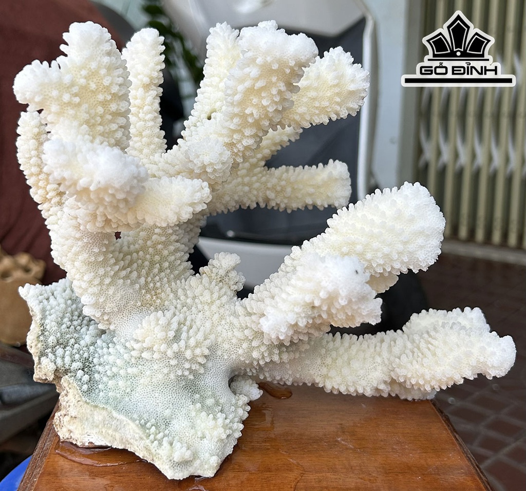 Búp San Hô Trắng Sừng Nai Cao 22 Ngang 24 (cm)