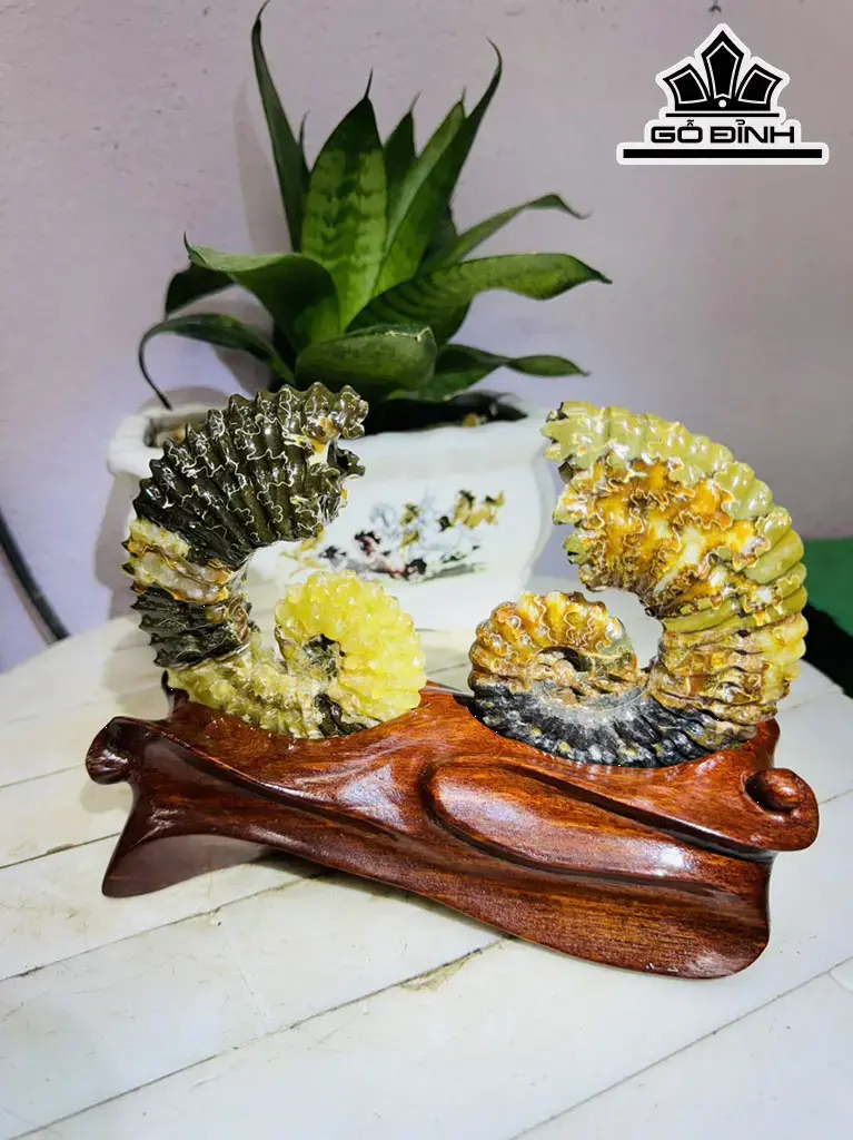 Cặp Ốc Anh Vũ Hóa Ngọc Cao 15 Ngang 20 (cm) 0,9kg