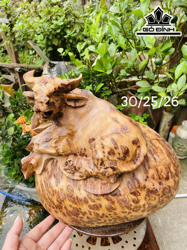 Tượng Trâu Gỗ Nu Ngọc Am Cao 30 Ngang 25 Sâu 26 (cm)