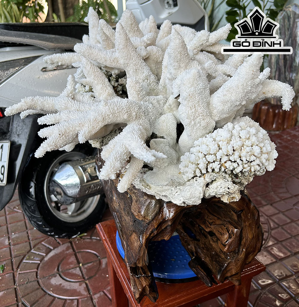 Cây San Hô Trắng Cao 52 Ngang 47 (cm) 18,5kg