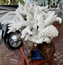 Cây San Hô Trắng Cao 52 Ngang 47 (cm) 18,5kg