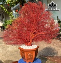 Chậu San Hô Đỏ Cao 63 Ngang 62 (cm)
