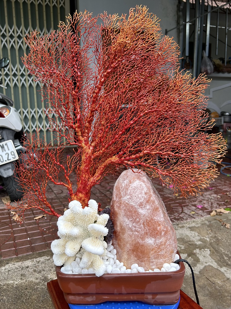 Chậu San Hô Đỏ Kết Hợp Với Đá Muối Himalaya Cao 63 Ngang 50 (cm)