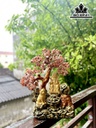 Cây Tài Lộc Đá Vụn Thạch Anh