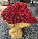 Cây San Hô Đỏ Mào Gà Cao 22 Ngang 14  Đế Cao 18 (cm)