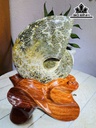 Tác Phẩm Ốc Anh Vũ Hóa Ngọc Cao 20 Ngang 13 (cm) 1,5kg