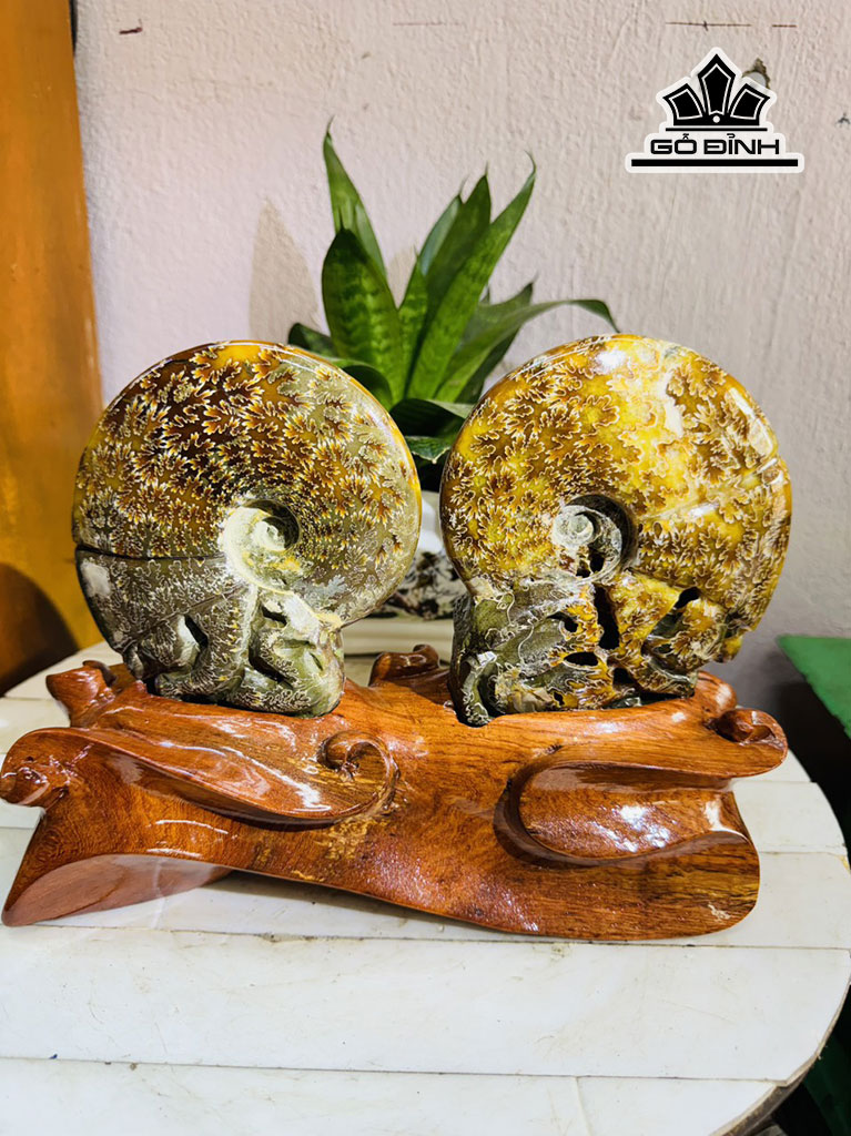 Cặp Ốc Anh Vũ Hóa Ngọc Cao 20 Ngang 25 (cm) 2,5kg