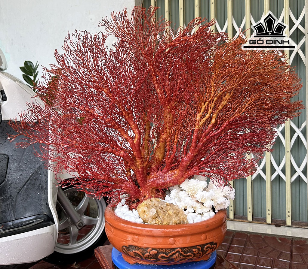 Chậu San Hô Đỏ Cao 58 Ngang 58 (cm)