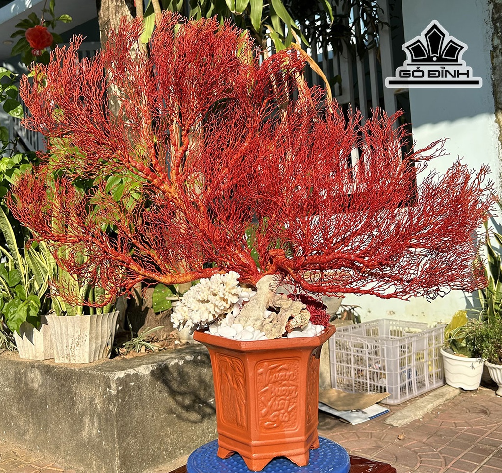 Chậu San Hô Đỏ Cao 60 Ngang 62 (cm)