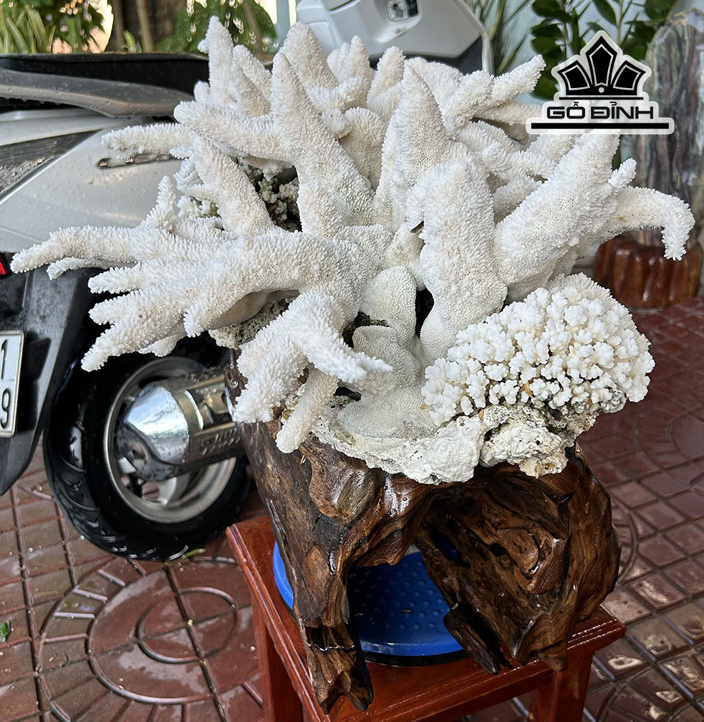 Tác Phẩm Cây San Hô Trắng Cao 52 Ngang 47 (cm) 18,5kg