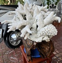 Tác Phẩm Cây San Hô Trắng Cao 52 Ngang 47 (cm) 18,5kg