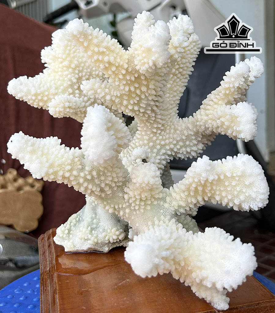 Búp San Hô Trắng Sừng Nai Cao 22 Ngang 24 (cm)