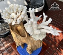 Cặp San Hô Trắng Cao 38 Ngang 45 (cm)