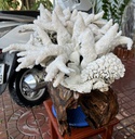 Tác Phẩm San Hô Trắng Cao 52 Ngang 47 (cm) 18,5kg