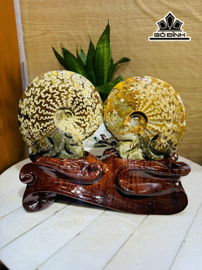 Cặp Ốc Anh Vũ Hóa Ngọc Cao 20 Ngang 23 (cm) 2kg