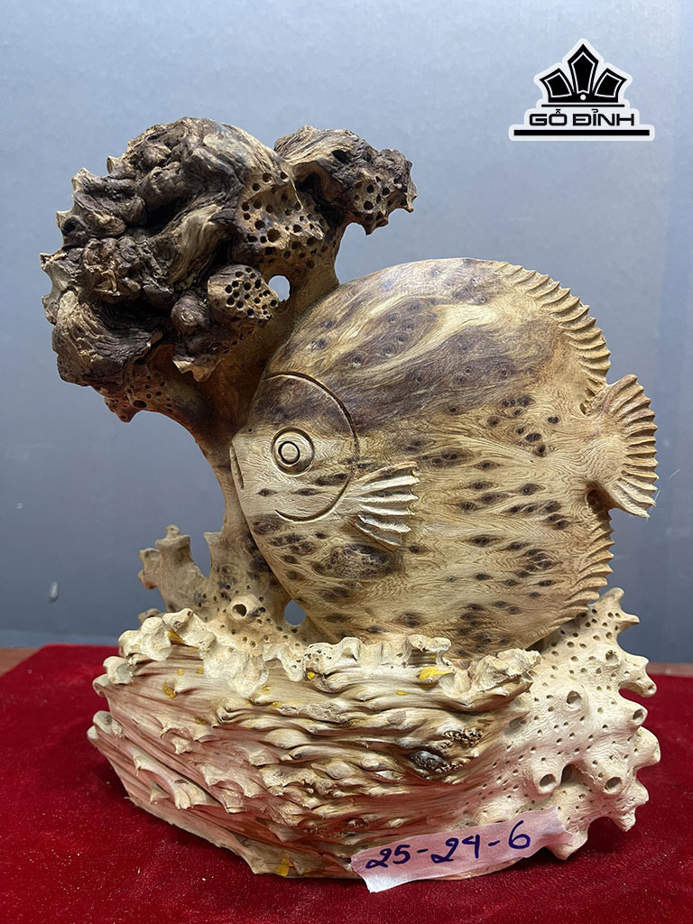 Tượng Cá Đồng Tiền Gỗ Nu Ngọc Am Cao 25 Ngang 24 Sâu 6 (cm)