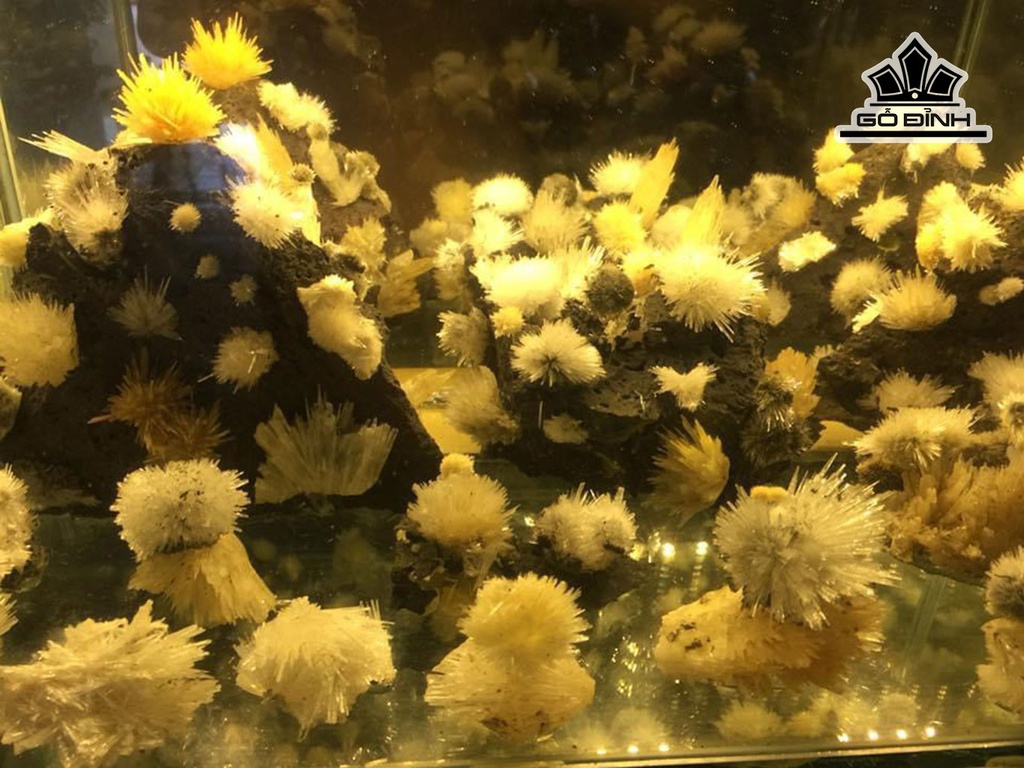 100 Bông Hoa Ưu Đàm Đá Trầm Tích Cao 50 Ngang 20 Sâu 20 (cm)