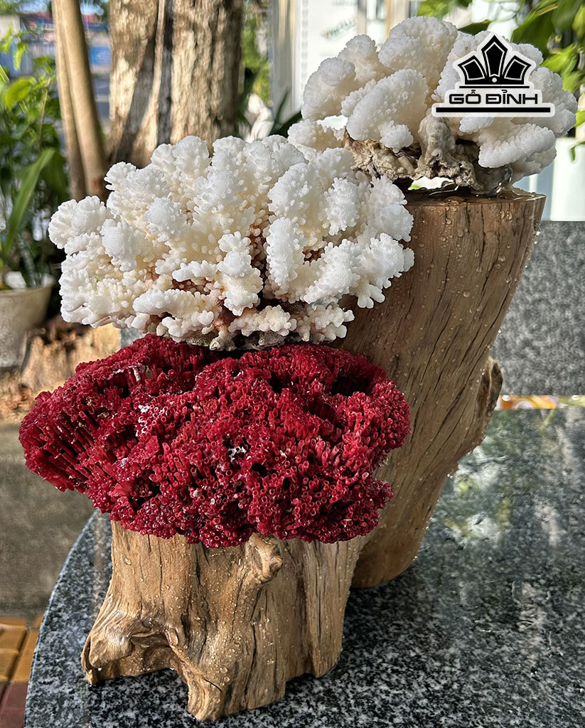 Cây San Hô Trắng Đỏ Cao 36 Ngang 30 (cm)