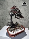 Chậu Tùng Bonsai Gỗ Trắc Cao 79 Ngang 65 Sâu 39 (cm)