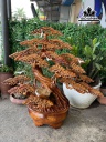 Bình Tùng Bonsai Thác Đổ Gỗ Hương Cao 79 Ngang 75 Sâu 35 (cm)