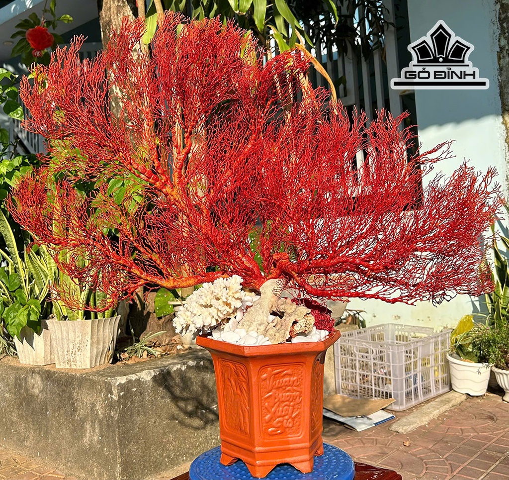 Chậu San Hô Đỏ Cao 71 Ngang 80 (cm)