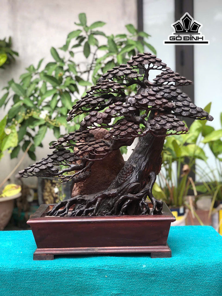 Chậu Tùng Bonsai Gỗ Trắc Cao 62 Ngang 59 Sâu 20 (cm)