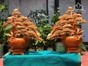 Cặp Bình Tùng Bonsai Đường Kính Tròn 37 Cao 80 Ngang 70 Sâu 42 (cm)