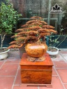 Bình Tùng Bonsai Gỗ Nu Hương Cao 70 Rộng 78 - Đường Kính Thân Bình 35 (cm)