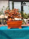 Chậu Tùng Bonsai Gỗ Hương Cao 55 Ngang 45 Sâu 20 (cm)