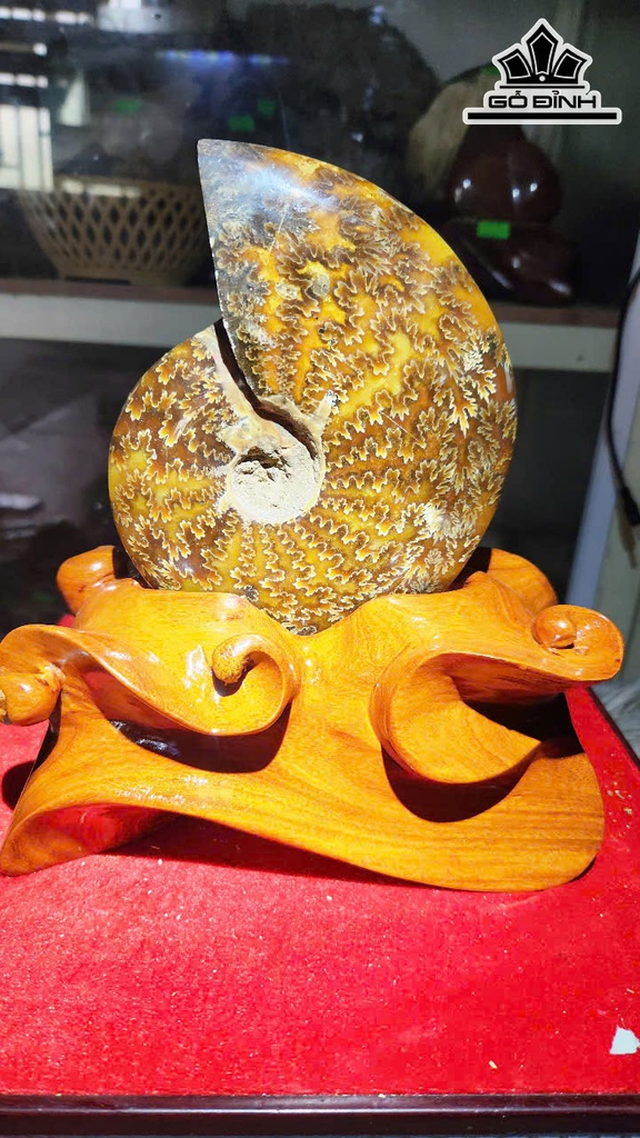 Ốc Anh Vũ Hóa Thạch Cao 21 Ngang 14 (cm) - 1,4kg