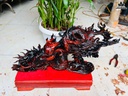 Tượng Rồng Phong Thủy Gỗ Trắc Cao 20 Ngang 48 Sâu 19 (cm)