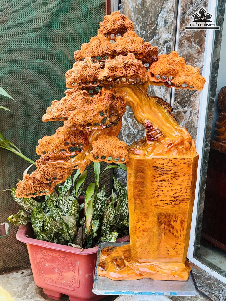 Chậu Bình Tùng Bonsai Gỗ Nu Ngọc Am Cao 87 Ngang 60 Sâu 23 (cm)