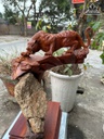 Tượng Báo Săn Mồi Gỗ Hương Ôm Đá Cao 43 Ngang 39 Sâu 36 (cm)
