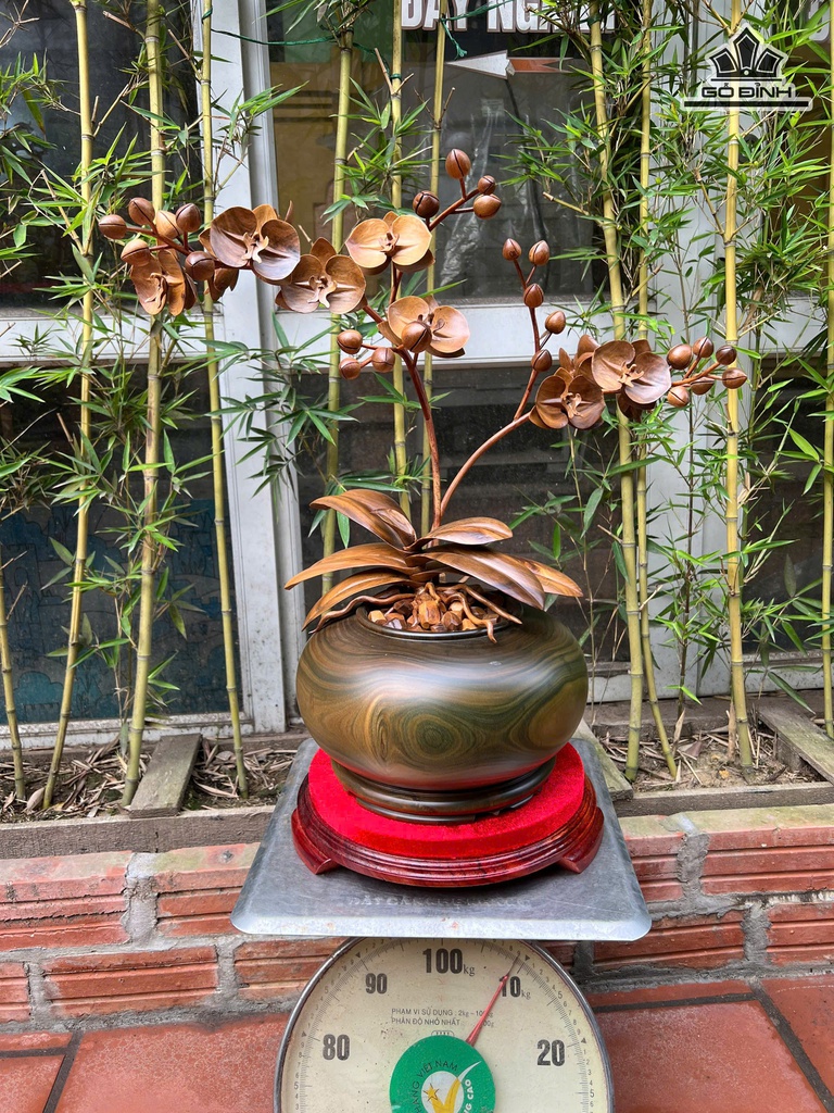 Chậu Lan Hồ Điệp Gỗ Bách Xanh Cao 45 Ngang 48 - Đường Kính Thân Bình 26 - Kỷ Cao 5 (cm)