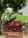 Tượng Phật Di Lặc Tam Phúc Gỗ Trắc Cao 58 Ngang 120 Sâu 40 (cm)