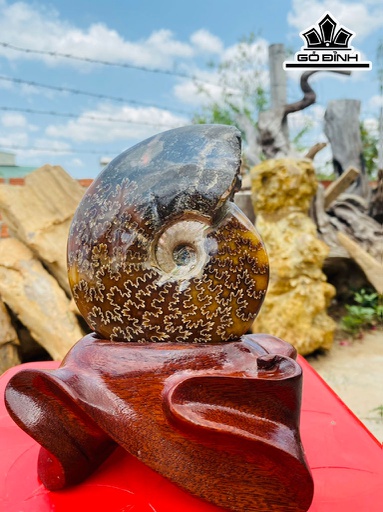 Tác Phẩm Ốc Anh Vũ Hóa Ngọc Cao 17 Ngang 15 (cm) 1kg