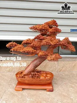 Cây Tùng Bonsai Gỗ Hương Cao 66 Ngang 66 Sâu 30 (cm)