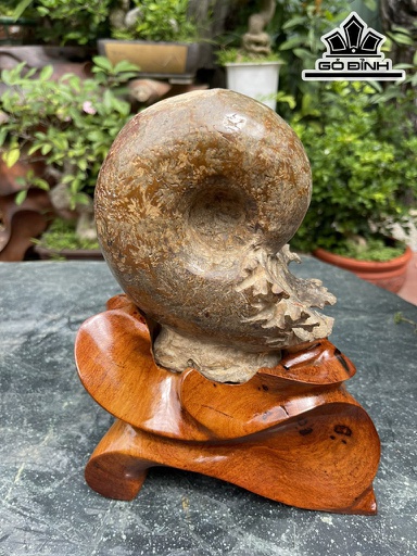 Tác Phẩm Ốc Anh Vũ Gỗ Hóa Thạch Cao 25 (cm) 3,3kg