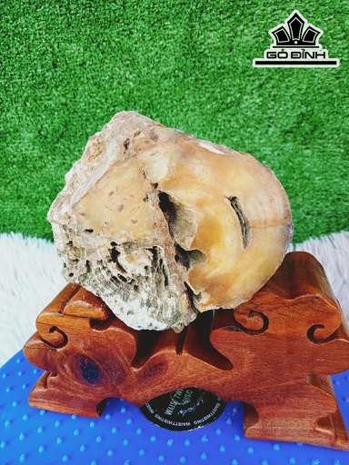 Tác Phẩm Gỗ Hóa Thạch Cao 16 Đường Kính 10 (cm) 1,2kg